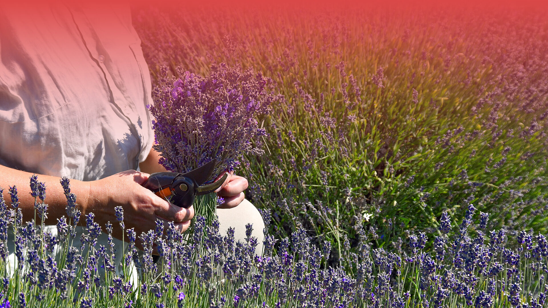 Woman,Cutting,Lavender,Flowers,In,The,Organic,Farm,In,Lithuania